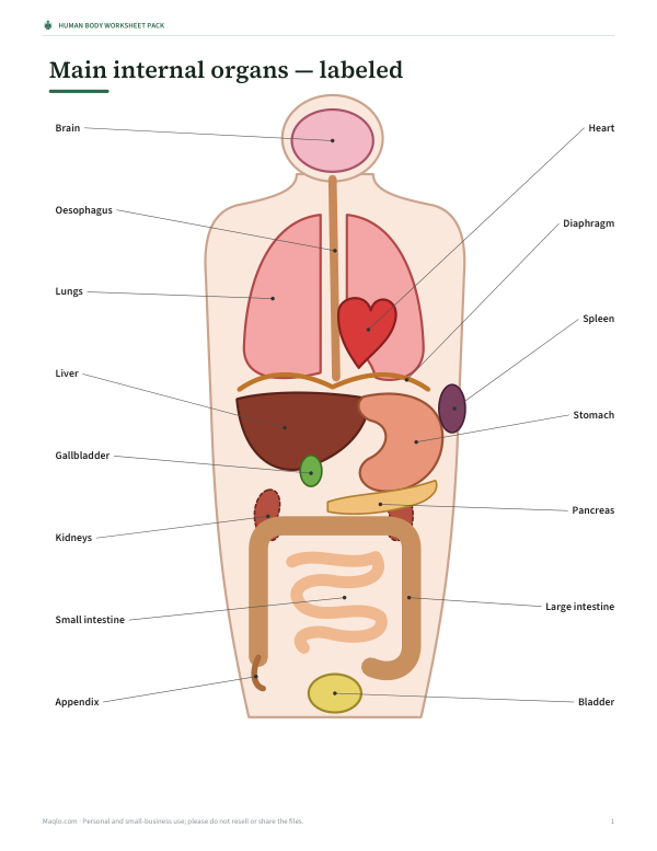 Preview of Printable Labeled Body Organs Diagram